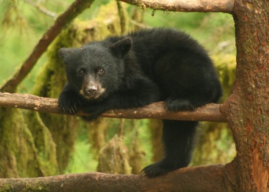 black bear cub, Anan Creek, AK